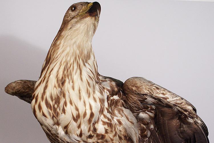 White-tailed Eagle ( Haliaeetus albicilla)